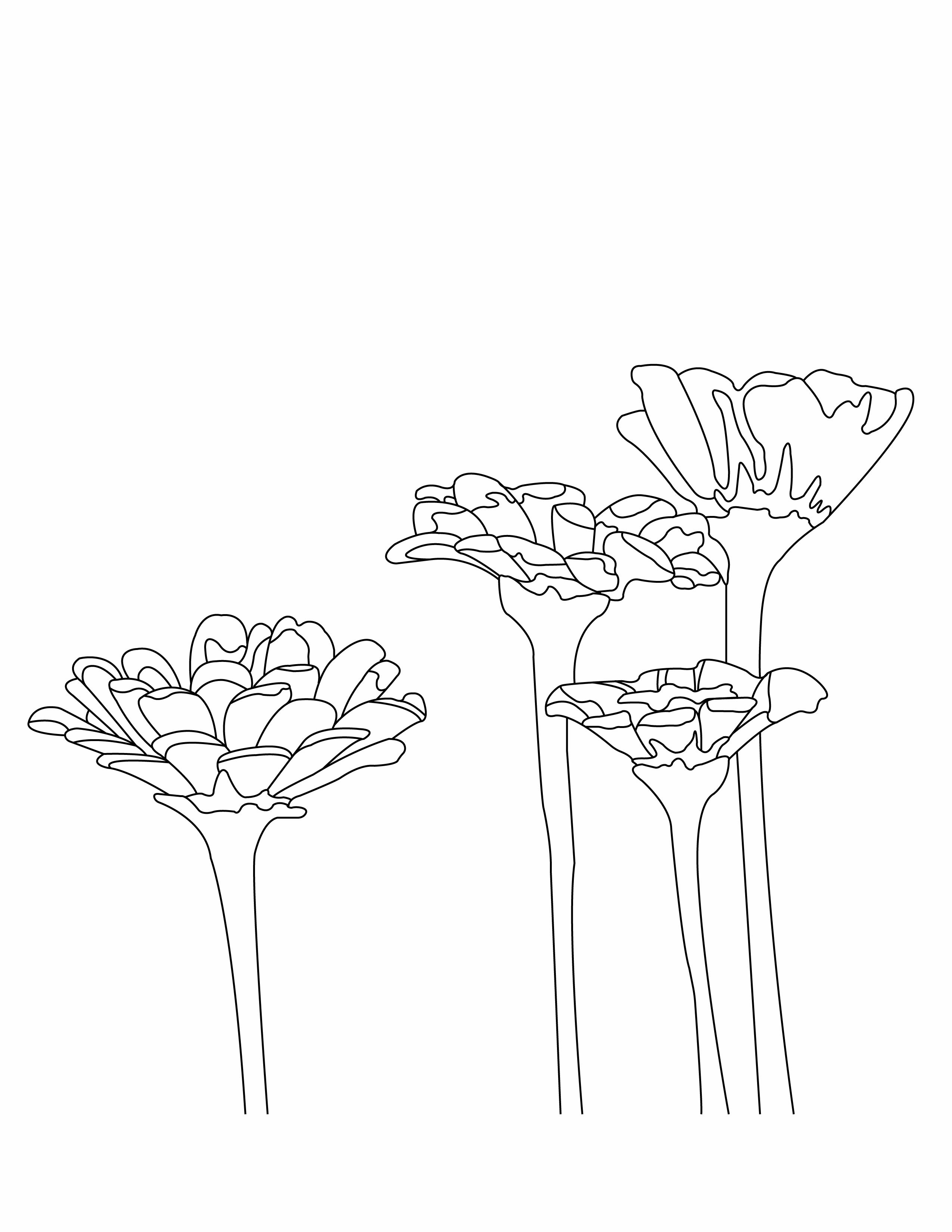 Flower Collection