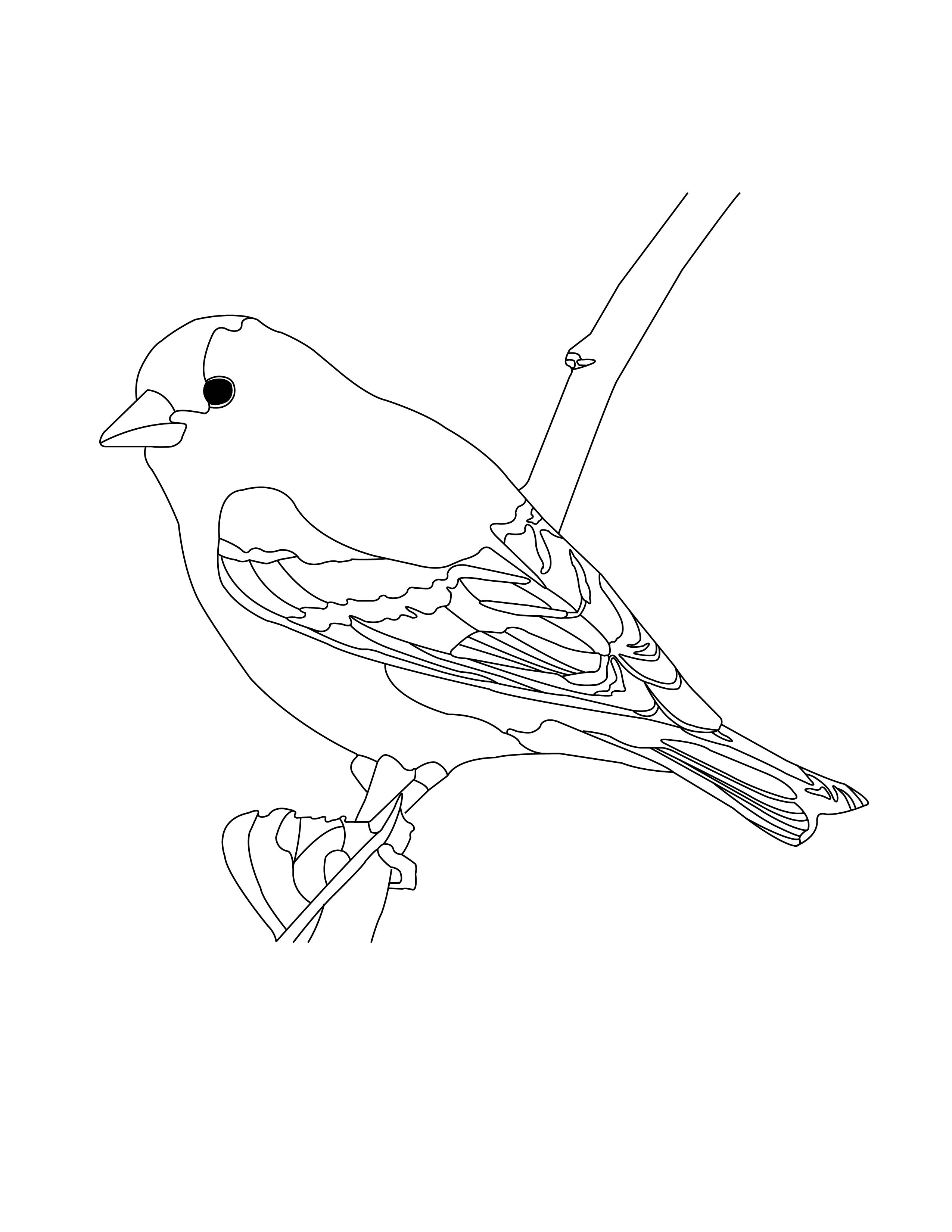 North American Bird Collection