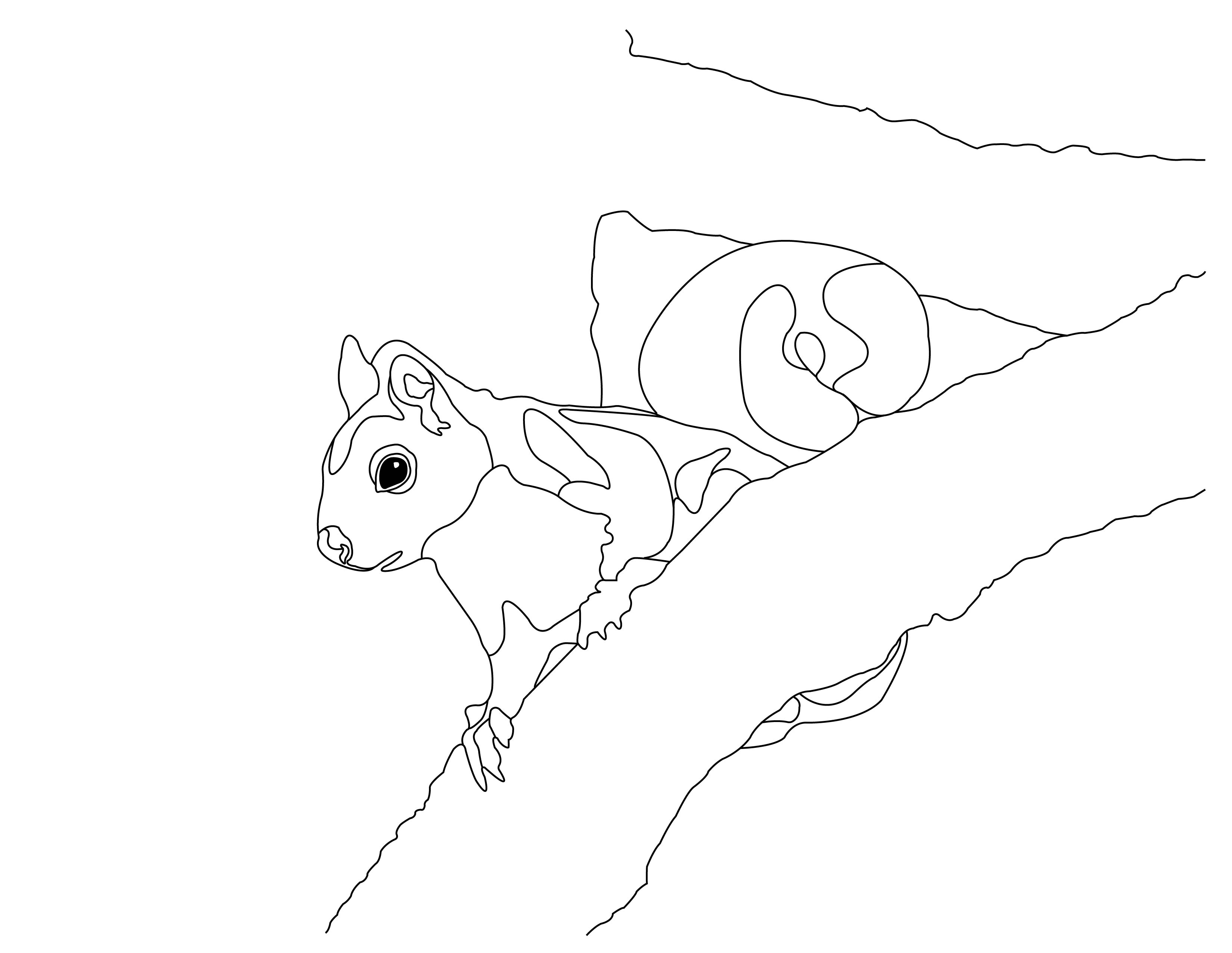 Squirrel Collection